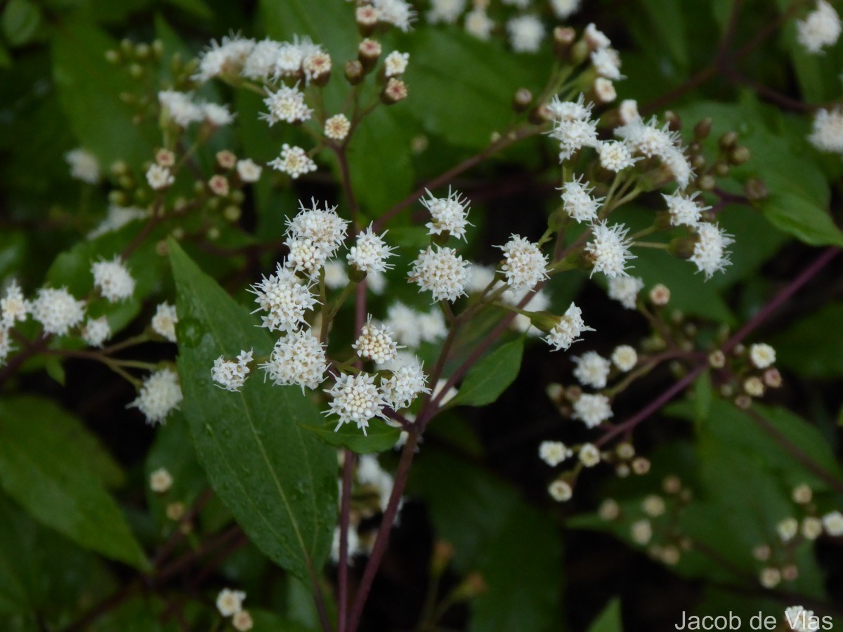 Ageratina riparia (Regel) R.M.King & H.Rob.